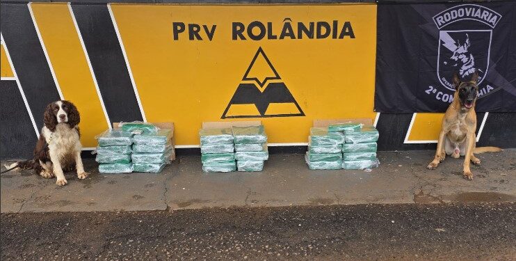 Cães farejadores auxiliam policiais e encontrar mais de 90 kg de maconha em ônibus