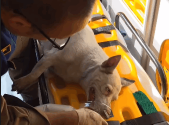 Cachorrinha é resgatada por bombeiros durante incêndio em residência no bairro Alto, em Curitiba