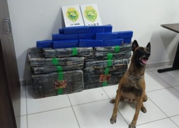 Cães farejadores ajudam a localizar drogas escondidas em residência em Araucária