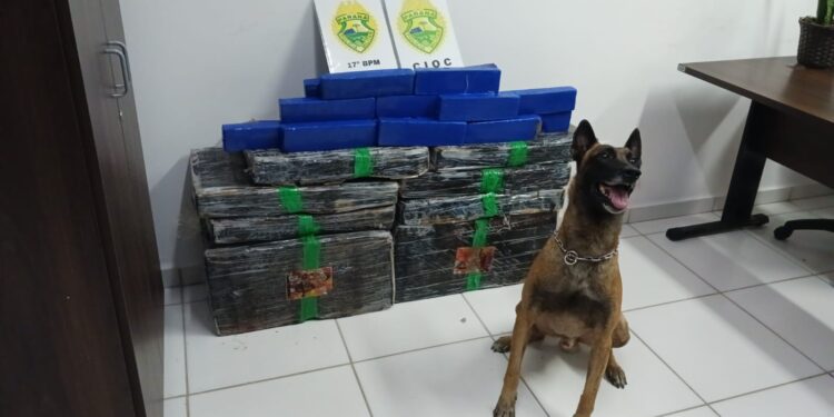 Cães farejadores ajudam a localizar drogas escondidas em residência em Araucária