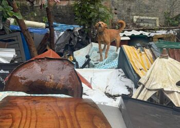 PCPR prende mulher acumuladora por maus-tratos e resgata 18 cães na Capital