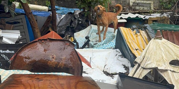 PCPR prende mulher acumuladora por maus-tratos e resgata 18 cães na Capital