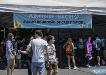 Amigo Bicho chega ao Parque Bacacheri com 40 cães aptos para adoção gratuita
