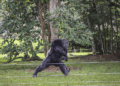 Férias no Zoo de Curitiba reúne cinema, pintura facial e conscientização ambiental sobre os chimpanzés