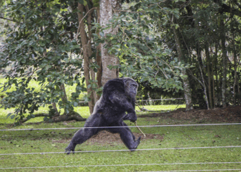 Férias no Zoo de Curitiba reúne cinema, pintura facial e conscientização ambiental sobre os chimpanzés