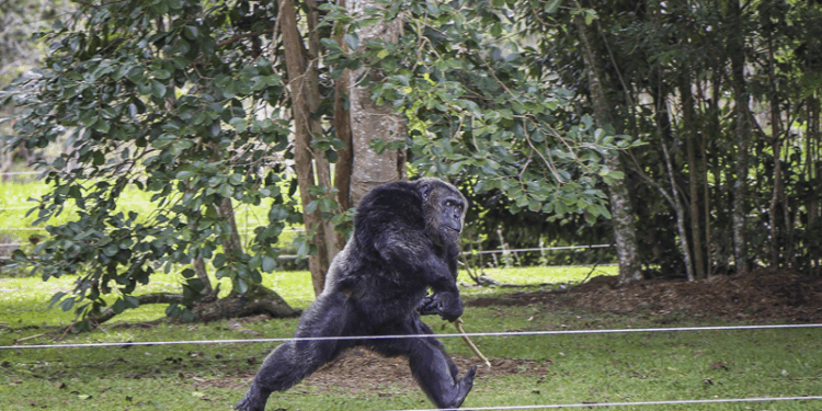 Férias no Zoo de Curitiba reúne cinema, pintura facial e conscientização ambiental sobre os chimpanzés