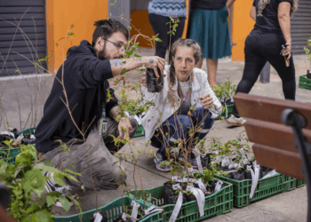 Prefeitura de Curitiba vai entregar 10 mil mudas de árvores para a população. Veja onde garantir a sua