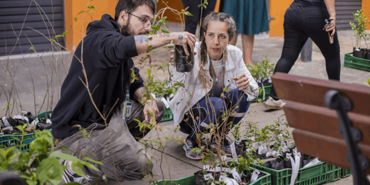Prefeitura de Curitiba vai entregar 10 mil mudas de árvores para a população. Veja onde garantir a sua
