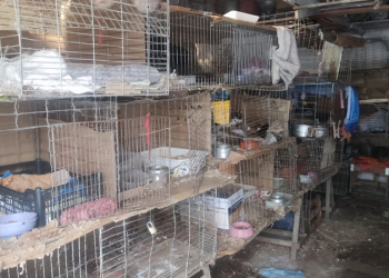 Rede de Proteção Animal fiscaliza casa com 14 gatos em gaiolas; tutor fez as melhorias solicitadas