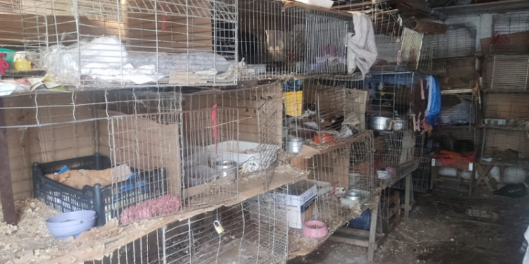 Rede de Proteção Animal fiscaliza casa com 14 gatos em gaiolas; tutor fez as melhorias solicitadas