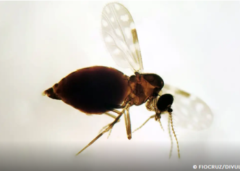 Antes restrita à Amazônia, febre oropouche se espalha pelo país