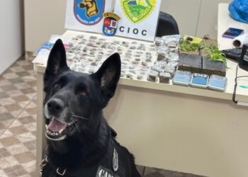 Com auxílio de cão farejador, CIOC localiza drogas escondidas em vegetação no Caximba; duas pessoas são presas