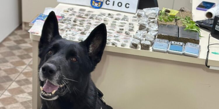 Com auxílio de cão farejador, CIOC localiza drogas escondidas em vegetação no Caximba; duas pessoas são presas