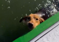 Cachorrinha é resgatada em alto-mar por marinheiro no litoral do Paraná e ganha nova chance