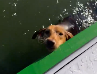 Cachorrinha é resgatada em alto-mar por marinheiro no litoral do Paraná e ganha nova chance