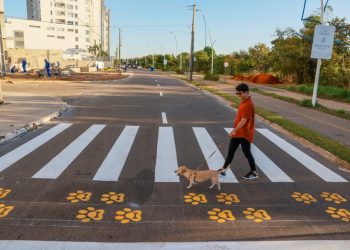 Câmara de Curitiba analisa Projeto para criar “Faixa Pet” em vias públicas