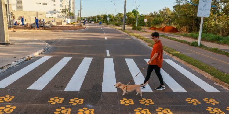 Câmara de Curitiba analisa Projeto para criar “Faixa Pet” em vias públicas