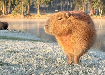 Curitiba registrou nesta quarta-feira a 2ª temperatura máxima mais baixa desde 1997