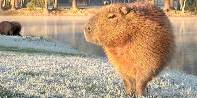 Curitiba registrou nesta quarta-feira a 2ª temperatura máxima mais baixa desde 1997