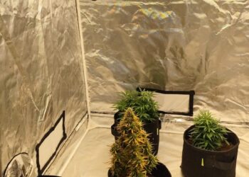 PCPR apreende três pés de maconha de residência em Rolândia