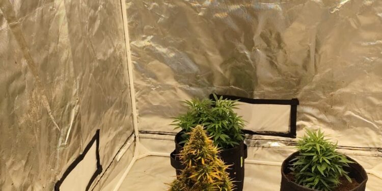 PCPR apreende três pés de maconha de residência em Rolândia