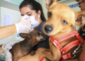 Mês de agosto tem 6 mil vagas disponíveis para castração gratuita de cães e gatos