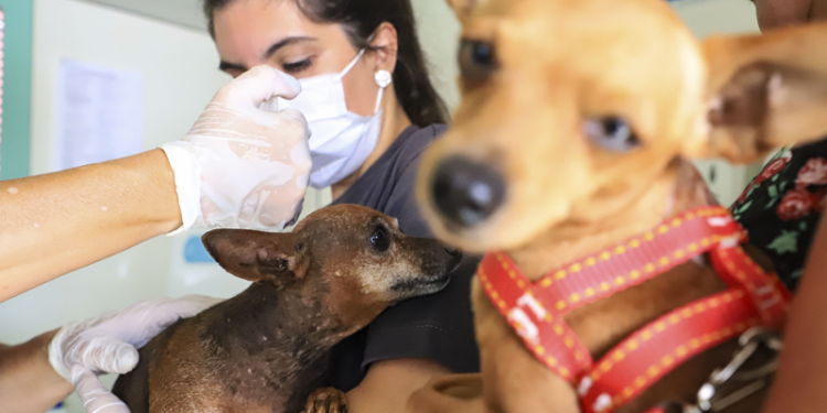 Mês de agosto tem 6 mil vagas disponíveis para castração gratuita de cães e gatos