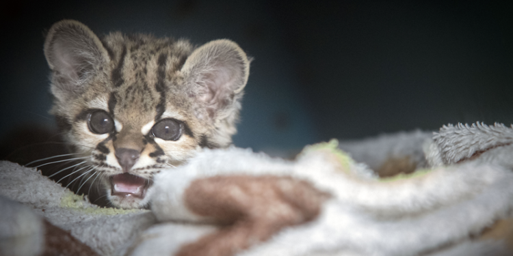 Casuar, jaguatirica e lhamas bebês são os novos habitantes do Zoológico de Curitiba