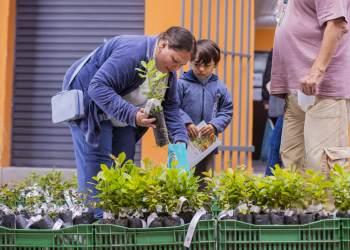 Quer ganhar uma muda de árvore? Distribuição começa nesta sexta-feira em Curitiba
