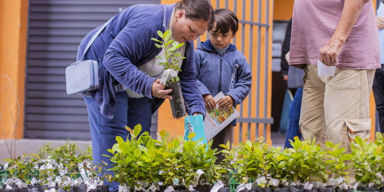 Quer ganhar uma muda de árvore? Distribuição começa nesta sexta-feira em Curitiba