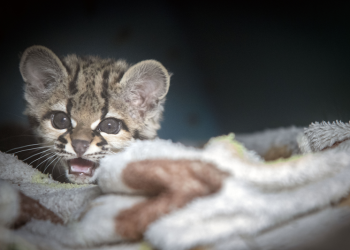 Enquete define como Maracujá o nome da nova gata-maracajá que está no Zoo. Saiba quando você poderá conhecê-la