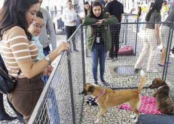 Cãominhada, atividades de lazer e serviços movimentam o Domingo no Centro