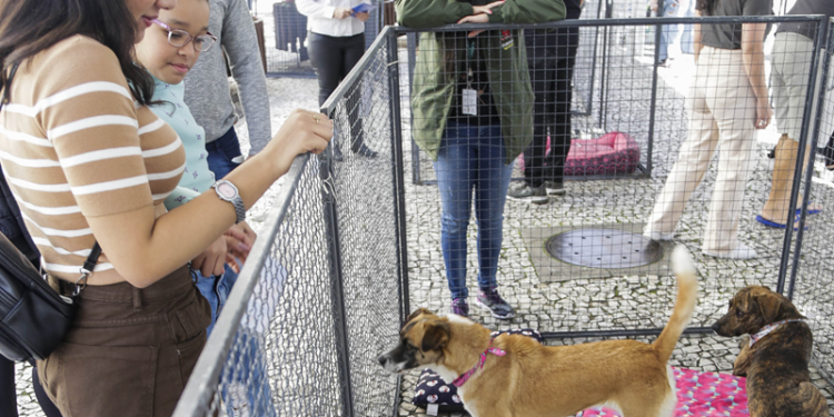 Cãominhada, atividades de lazer e serviços movimentam o Domingo no Centro