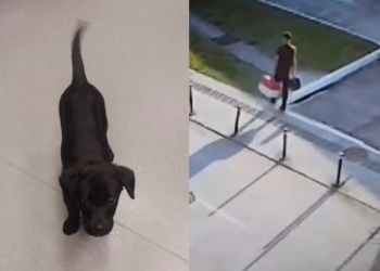 Impedido de embarcar, homem abandona cadela de 3 meses em aeroporto e acaba preso