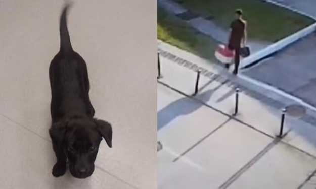 Impedido de embarcar, homem abandona cadela de 3 meses em aeroporto e acaba preso