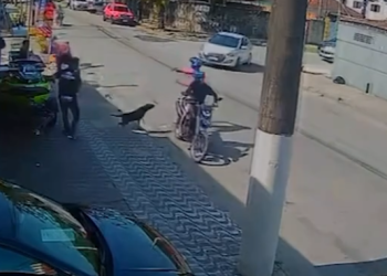 Cachorro reage e impede assalto após arma falhar