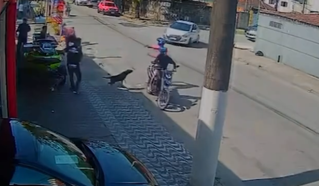 Cachorro reage e impede assalto após arma falhar