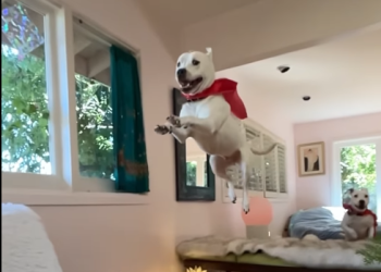 24 horas antes de eutanásia, Pit-bull é adotado e comemora em novo lar