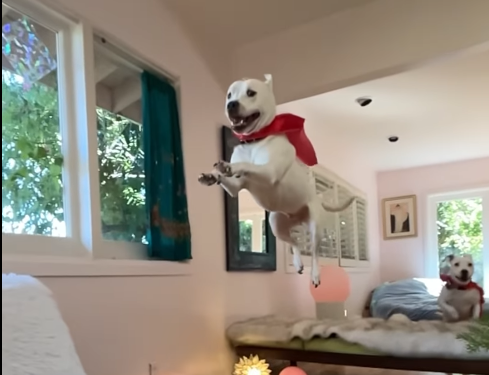 24 horas antes de eutanásia, Pit-bull é adotado e comemora em novo lar