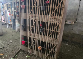 Polícia Ambiental desmonta arenas de rinha de galos no Paraná; mais de 50 pessoas multadas e armas apreendidas