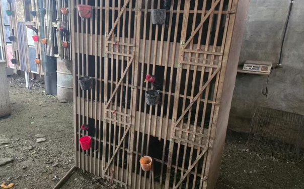 Polícia Ambiental desmonta arenas de rinha de galos no Paraná; mais de 50 pessoas multadas e armas apreendidas