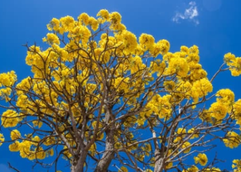 Equipes da Prefeitura replantam mudas no Boqueirão, onde 39 ipês foram vandalizadas