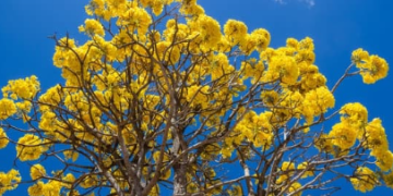 Equipes da Prefeitura replantam mudas no Boqueirão, onde 39 ipês foram vandalizadas