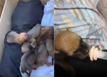 Mulher é investigada por abandonar 11 filhotes em lixeira; apenas um sobreviveu no Paraná