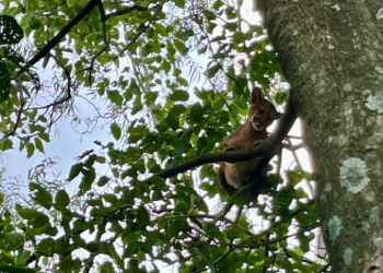 O que fazer se encontrar uma onça ou outro felino silvestre? IAT divulga orientações