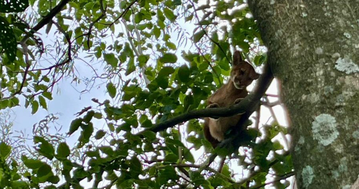 O que fazer se encontrar uma onça ou outro felino silvestre? IAT divulga orientações