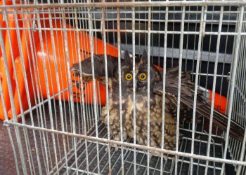 Coruja passa por reabilitação e é devolvida à natureza por técnicos do IAT de Paranaguá