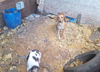 PCPR resgata 11 cachorros vítimas de maus-tratos