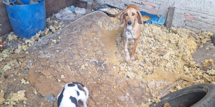 PCPR resgata 11 cachorros vítimas de maus-tratos