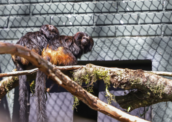 A vez dos micos: Vote na enquete para dar nome aos novos moradores do Zoológico